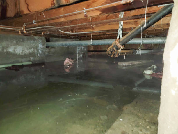Best Carpet water damage restoration  in Mineral Wells, TX